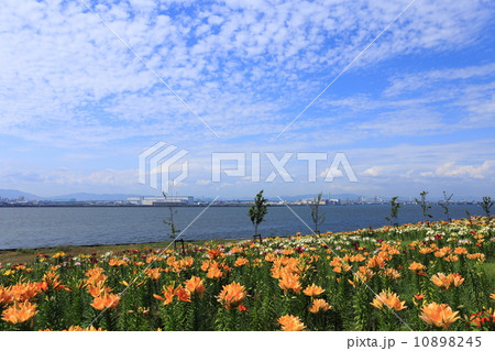 大阪舞洲・ゆり園 10898245