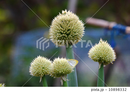 ねぎぼうず 10898332