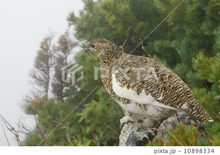 雷鳥の雌 雷鳥の雌 10898334