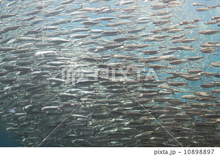 イワシの回遊の写真素材 1087