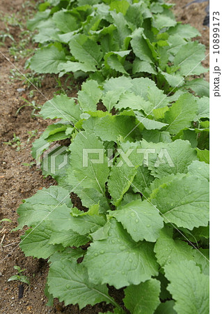 畑のかぶ 畑のかぶ 10899173