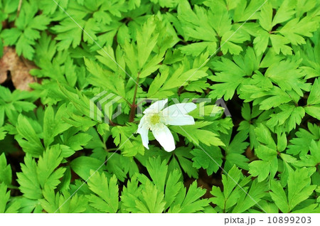 春の野の花・キクザキイチゲの花一輪・横位置 春の野の花・キクザキイチゲの花一輪・横位置 10899203