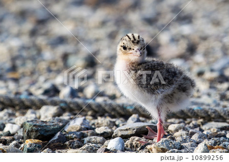 コアジサシ幼鳥１ 10899256