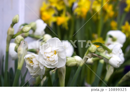 White flowers closeup photo White flowers closeup photo 10899325