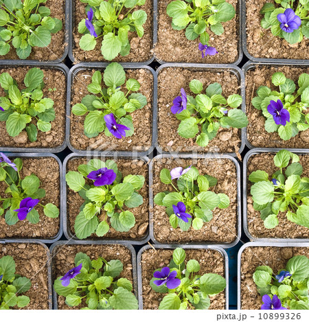 Violet pansy flower background pattern Violet pansy flower background pattern 10899326