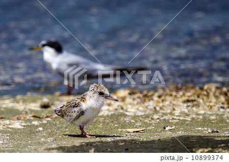 コアジサシ幼鳥８ 10899374