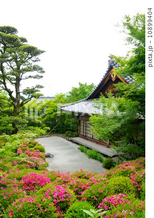 金福寺のサツキ 10899404