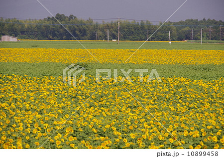 向日葵畑 向日葵畑 10899458