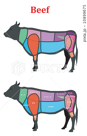牛肉の部位のイラスト素材