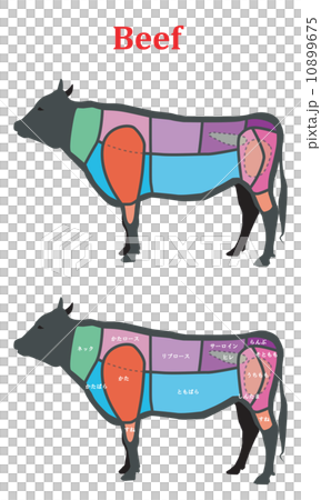Beef part - Stock Illustration [10899675] - PIXTA