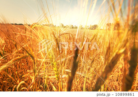 Wheat 10899861