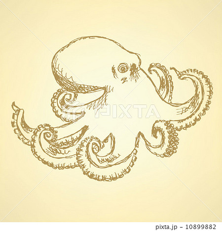 Sketch octopus, vector  background 10899882
