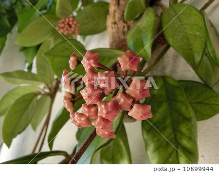 ホヤ・カルノーザのつぼみ ホヤ・カルノーザのつぼみ 10899944