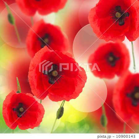 field of poppy flowers 10900143