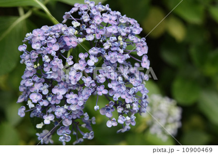 オカメアジサイ 10900469