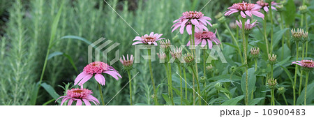 ムラサキバレンギク 10900483