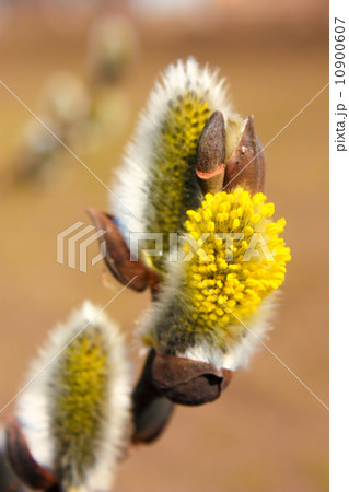 Willow flowers Willow flowers 10900607
