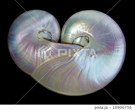 Heart shape pearl shells of a nautilus. Heart shape pearl shells of a nautilus. 10900756