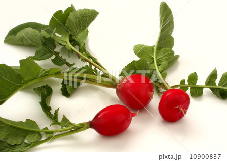 ラディッシュ　二十日大根　葉付き　白背景 10900837