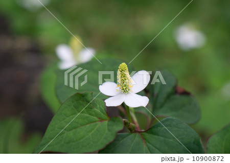 ドクダミの白い花 10900872