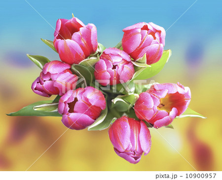 Beautiful spring tulips with water drops. Beautiful spring tulips with water drops. 10900957