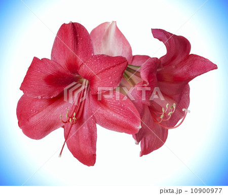 Amaryllis. Amaryllis. 10900977