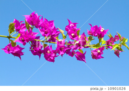Pink blooming flower. Pink blooming flower. 10901026