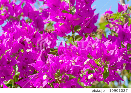 Pink blooming flower. Pink blooming flower. 10901027