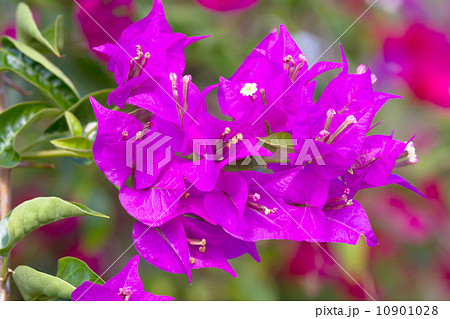 Pink blooming flower. 10901028