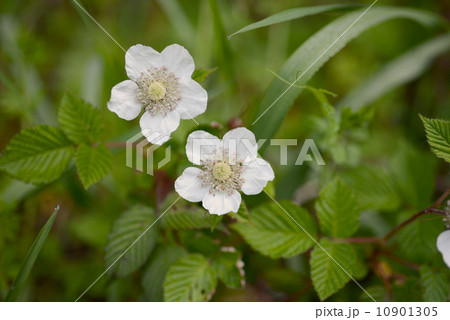 クサイチゴ 10901305