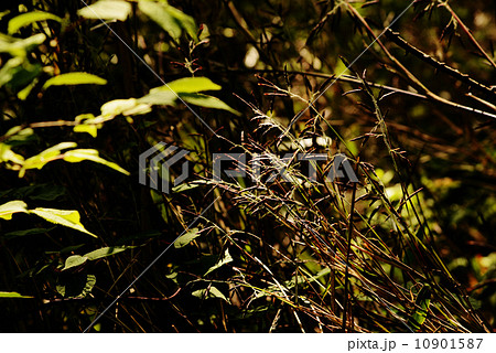 スズタケの花 スズタケの花 10901587