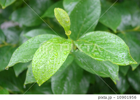 雨の日の葉 10901956