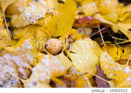 秋と冬の境界 10902022