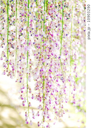 藤の花 10903290