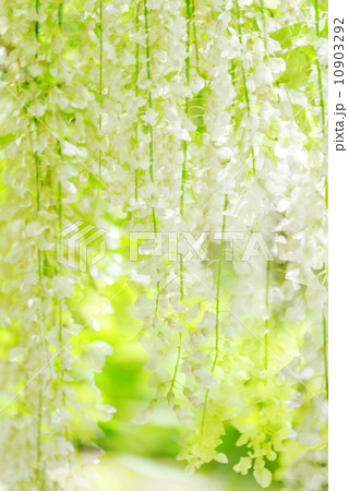 藤の花 10903292