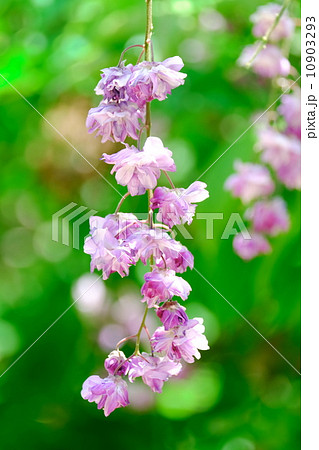 藤の花 10903293