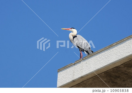 アオサギ 10903838