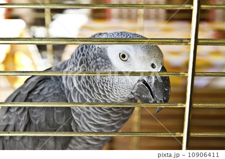 Parrot Parrot 10906411