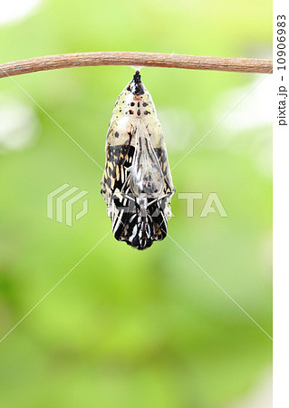 butterfly change form chrysalis butterfly change form chrysalis 10906983