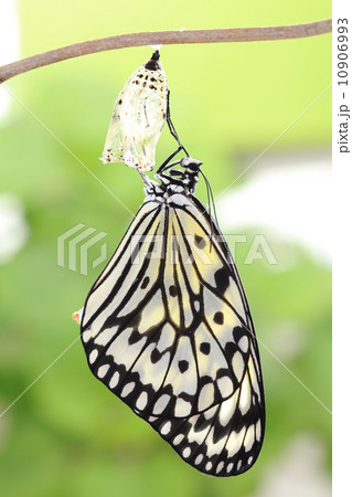butterfly change form chrysalis 10906993