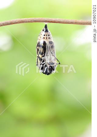 butterfly change form chrysalis butterfly change form chrysalis 10907021