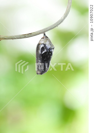 butterfly change form chrysalis butterfly change form chrysalis 10907022