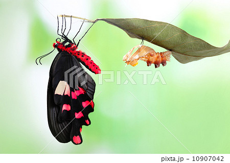 butterfly change form chrysalis 10907042