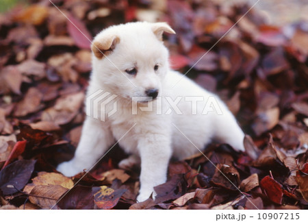 かわいい子犬 かわいい子犬 10907215