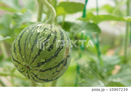 ミニスイカ 10907239