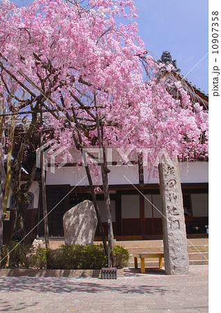 「日本三古湯」有馬温泉の春景色、念仏寺の八重紅しだれ桜 10907358