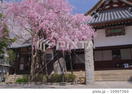 「日本三古湯」有馬温泉の春景色、念仏寺の八重紅しだれ桜 10907360