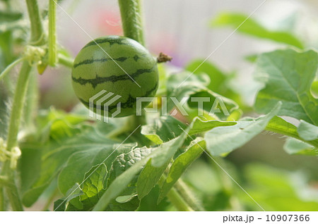 ミニスイカ 10907366