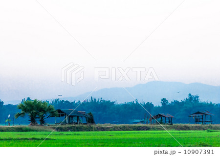 paddy and hut paddy and hut 10907391