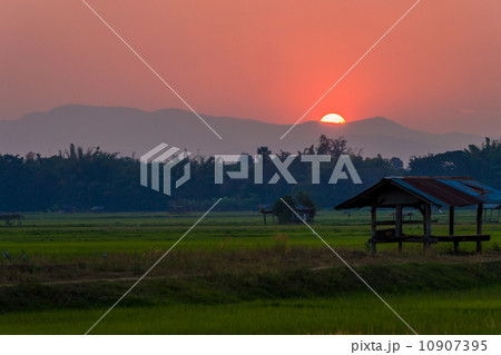 Twilight paddy and hut Twilight paddy and hut 10907395